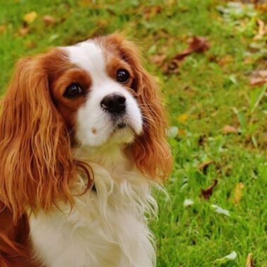 Tutto sul Cavalier King Charles Spaniels