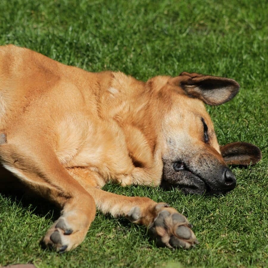 Erste Hilfe beim Hund