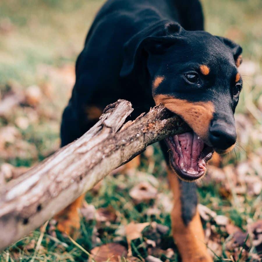 Dilatative Kardiomyopathie beim Hund. Was ist das?