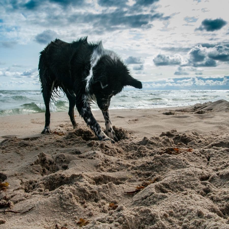 8 Dinge, die du am Wochenende mit deinem Hund machen kannst