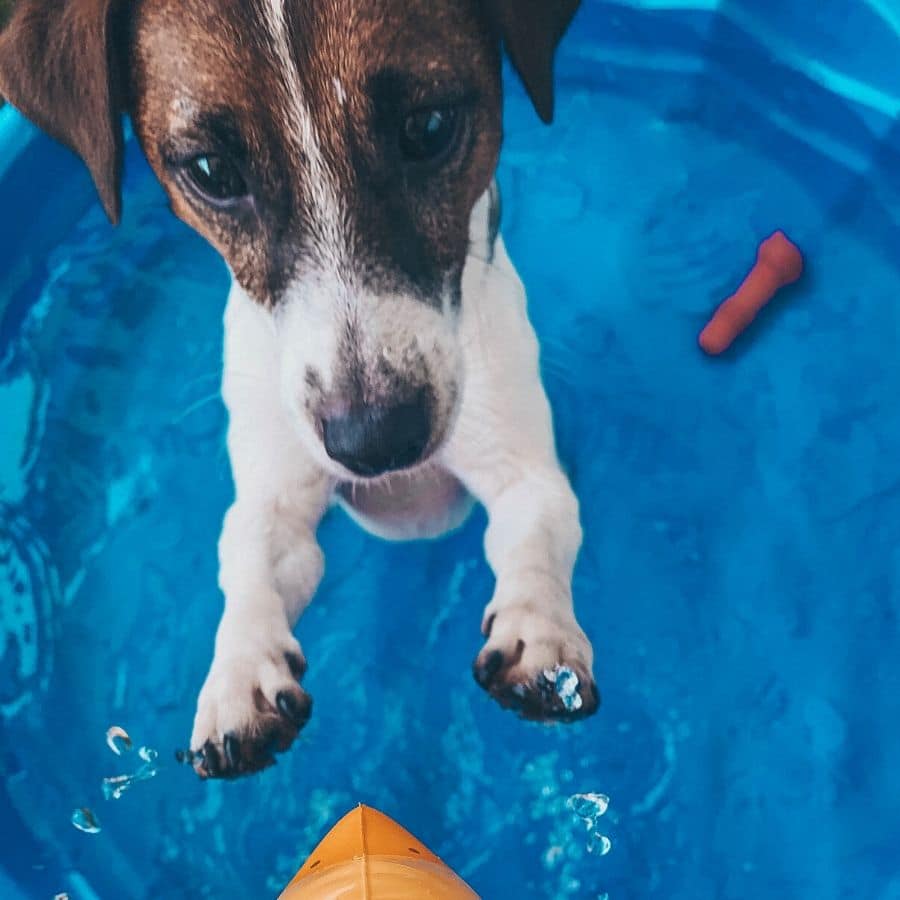 O meu cão não gosta de tomar banho: o que fazer?