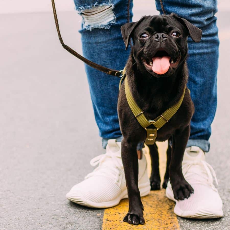 5 dicas para um passeio agradável com o seu cão