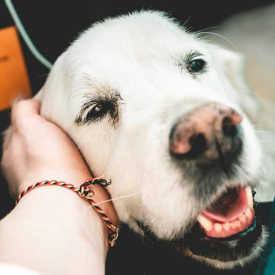 O meu cão deve fazer análises ao sangue com que frequência?