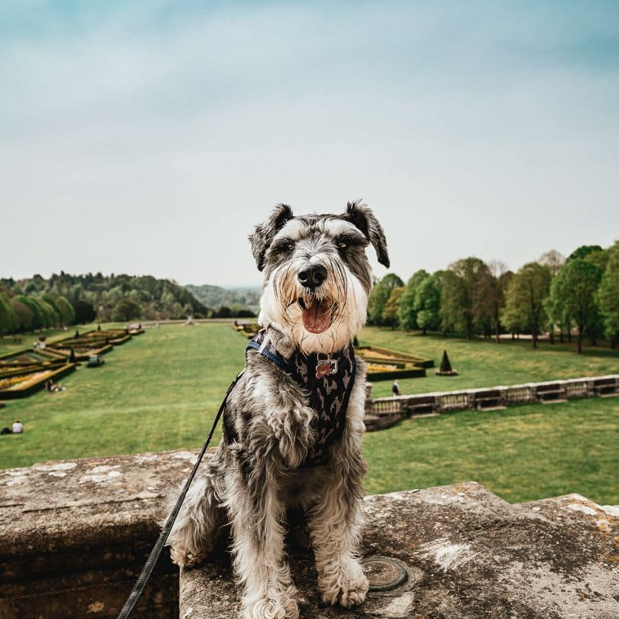 Attenzione quando il cane viaggia in aereo