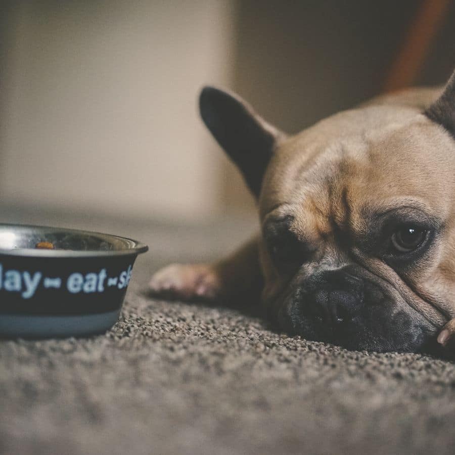 O meu cão fica agressivo com comida: como corrigir o comportamento?