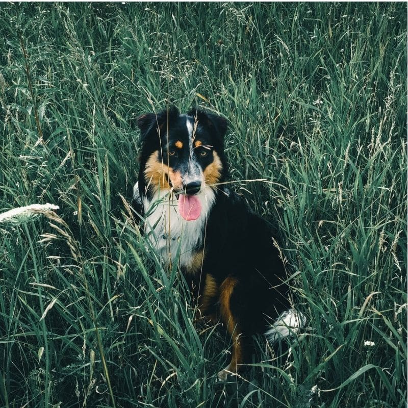 Plantas seguras para cães