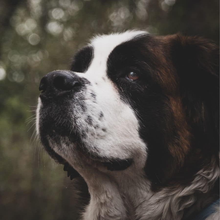 As cinco maiores raças de cães