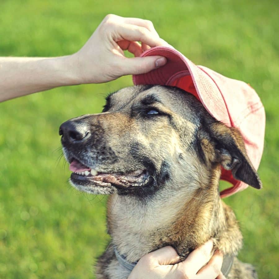 “Los perro son buenos para tu salud” 5 formas en que tu perro te brinda una mejor calidad de vida.