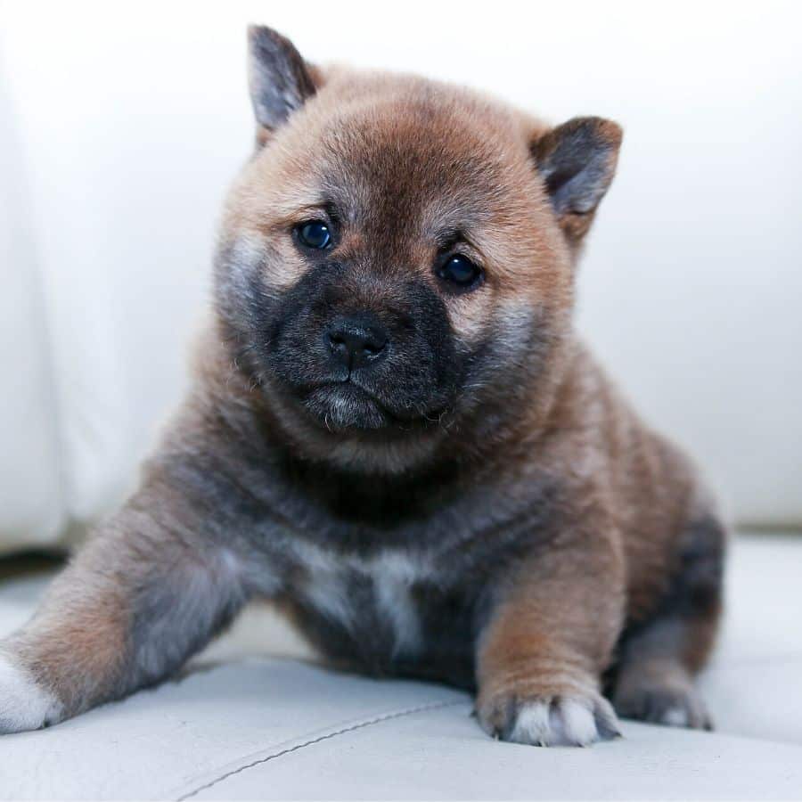 ¿Qué debo hacer si mi cachorro tiene peso excesivo?