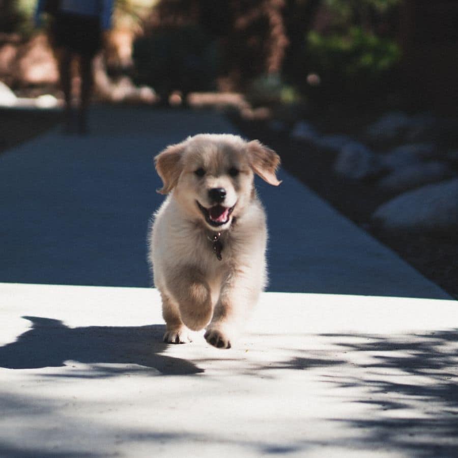 Mi perro siempre tiene hipo ¿cuáles son las causas?