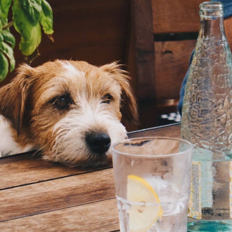 ¿Cómo hacer para que tu perro deje de pedir comida en la mesa?