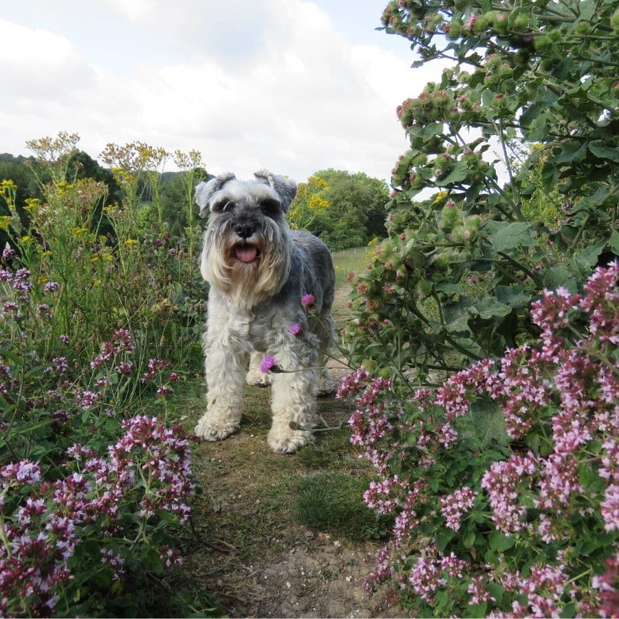 Plantas seguras para nuestros perros