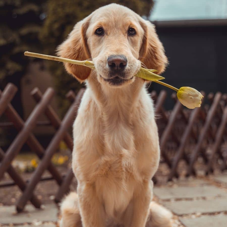 ¿Como curar una herida a mi perro?