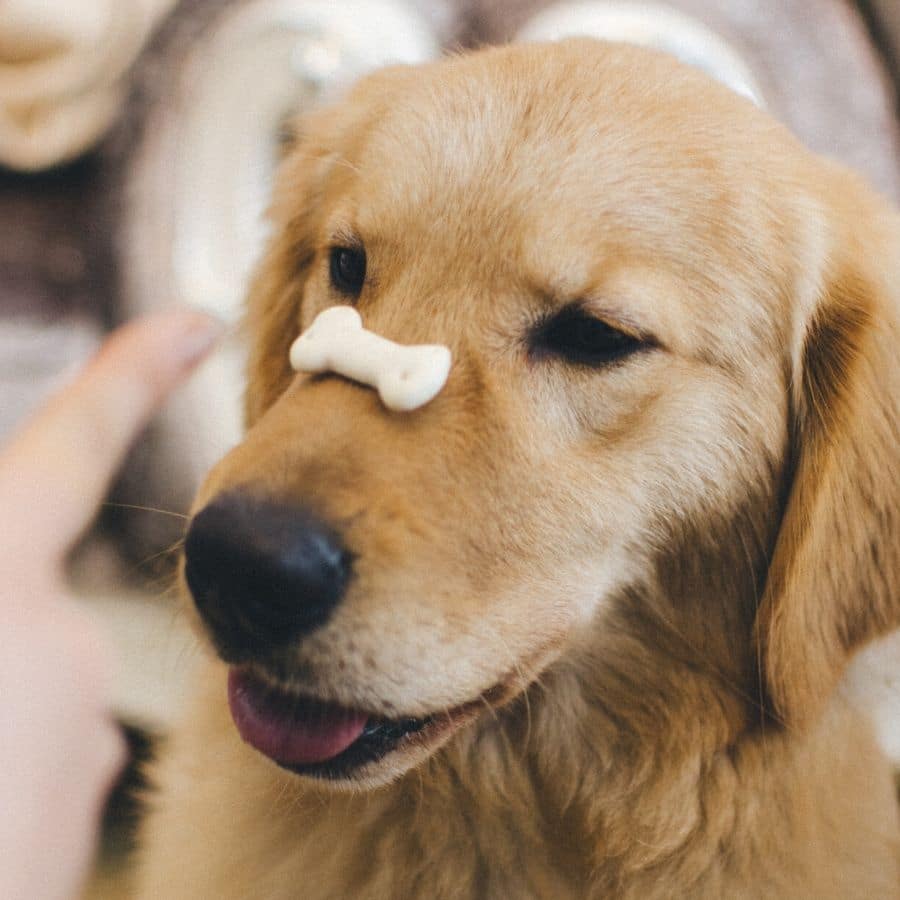 ¿Cómo reducir la velocidad de tu perro al comer?