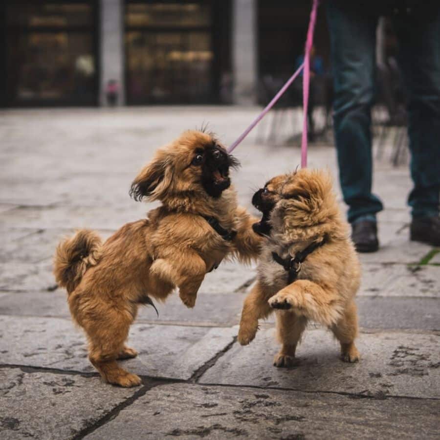 5 consigli per una piacevole passeggiata con il vostro cane