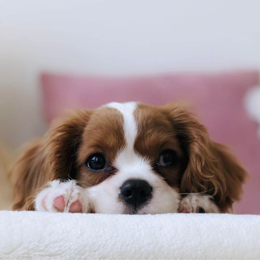 abituare il cane a stare da solo