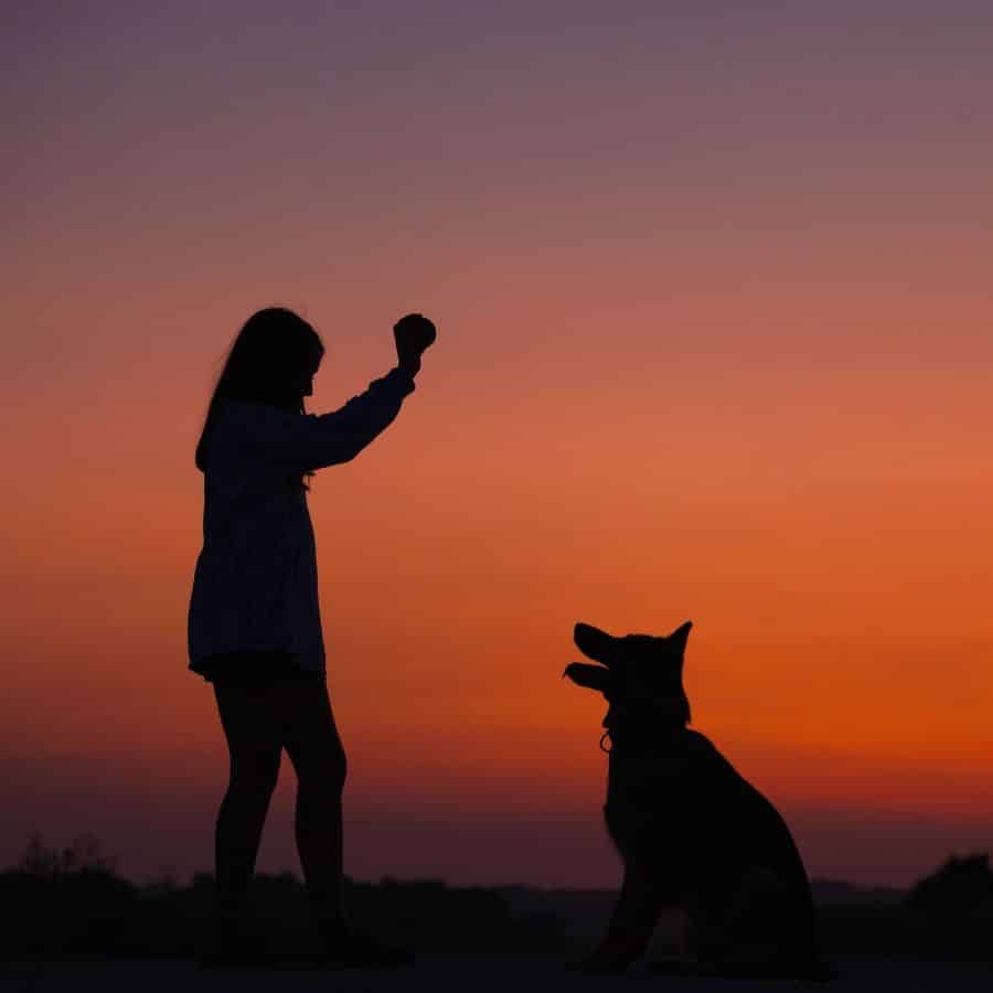 Anche i cani anziani possono essere educati?