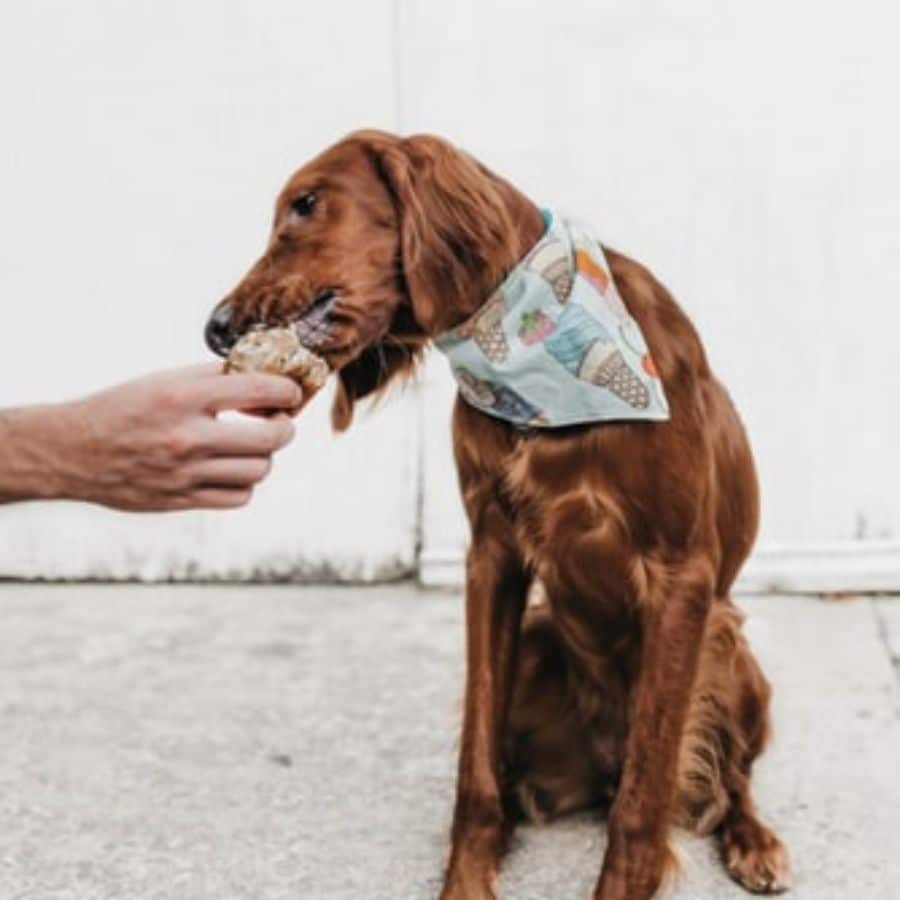 Come correggo l’aggressività del cane mentre mangia?