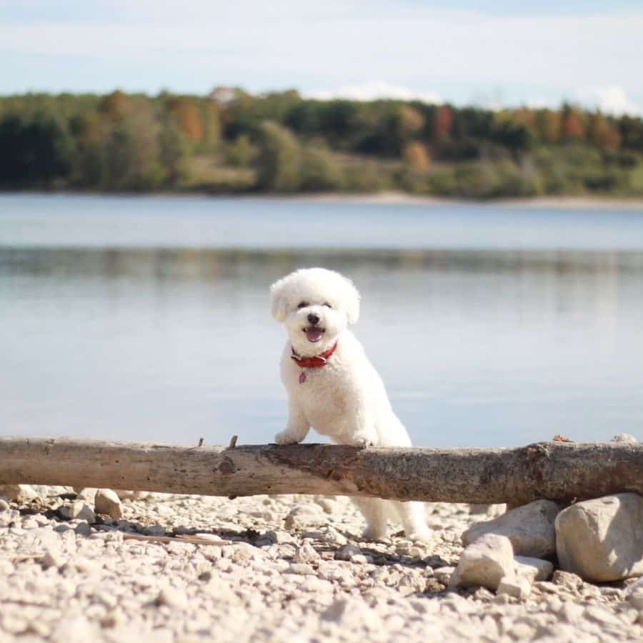 As 5 raças de cães mais saudáveis