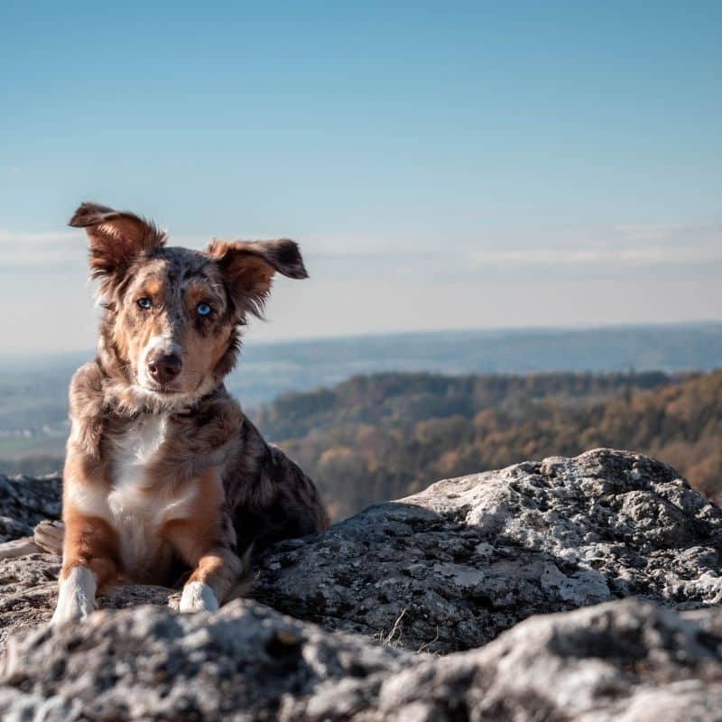 Le 5 razze di cani più sane