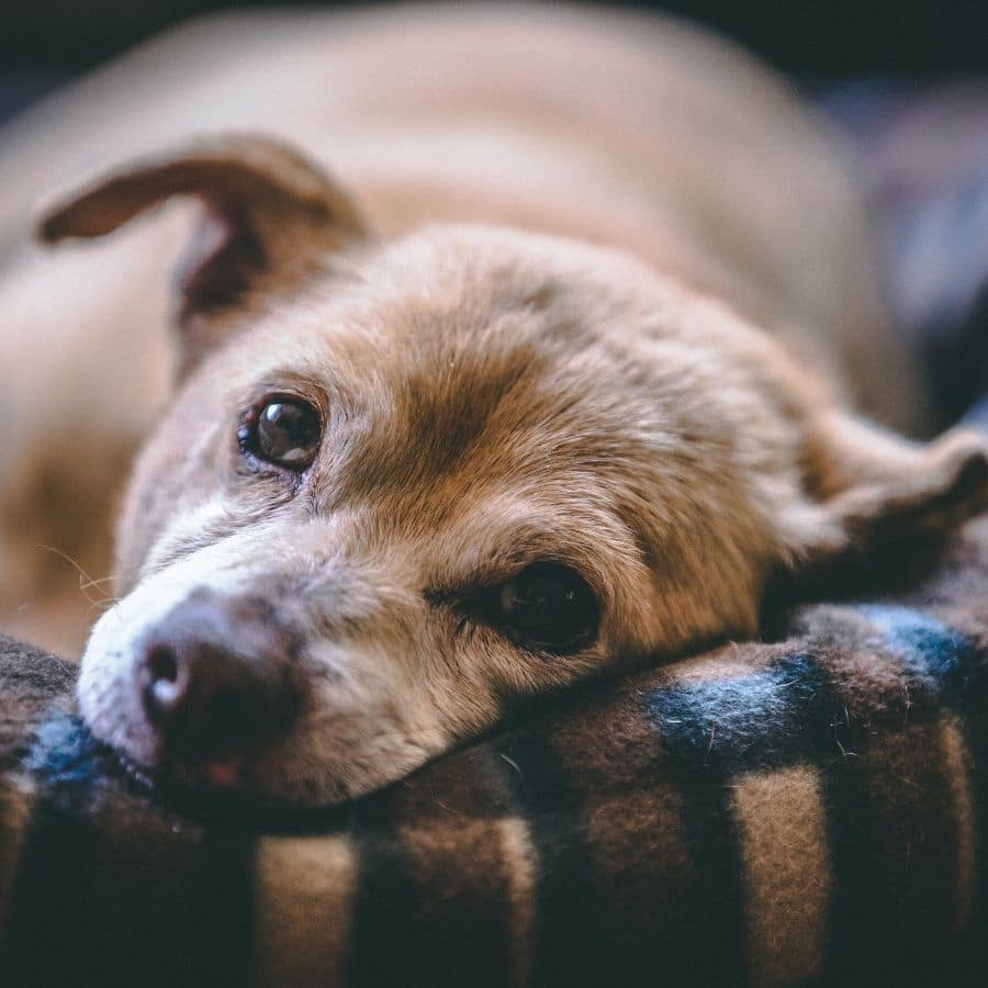 Cães sénior também podem ser educados?