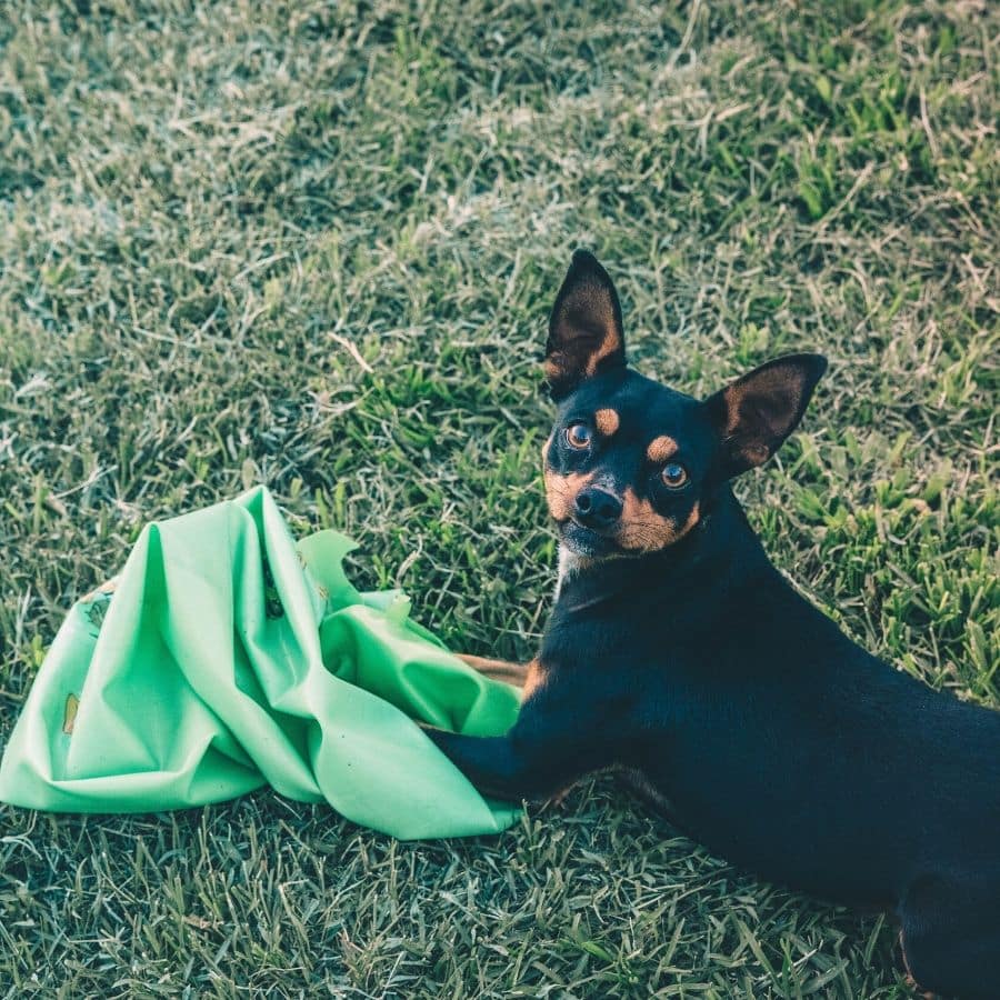 Como evitar que o meu cão roa tudo?