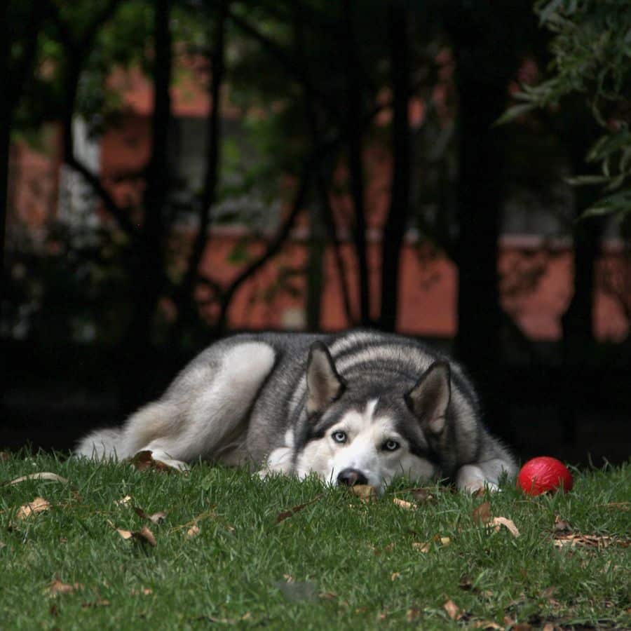 O meu cão está mais parado que o normal: principais causas