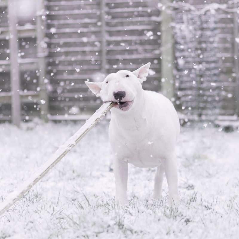 Os animais também podem ser albinos