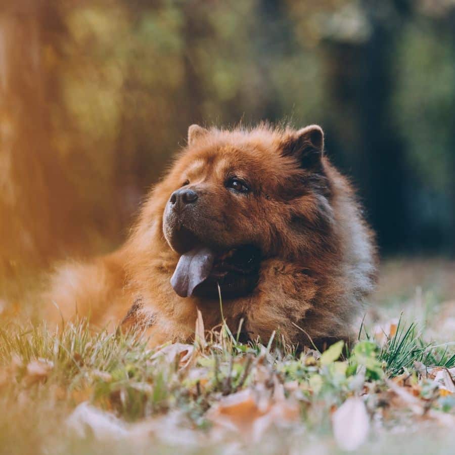 Chow Chow: características y comportamiento