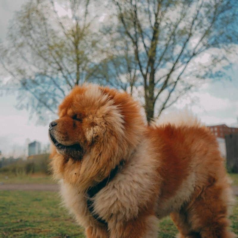 Chow chow: Características e comportamento