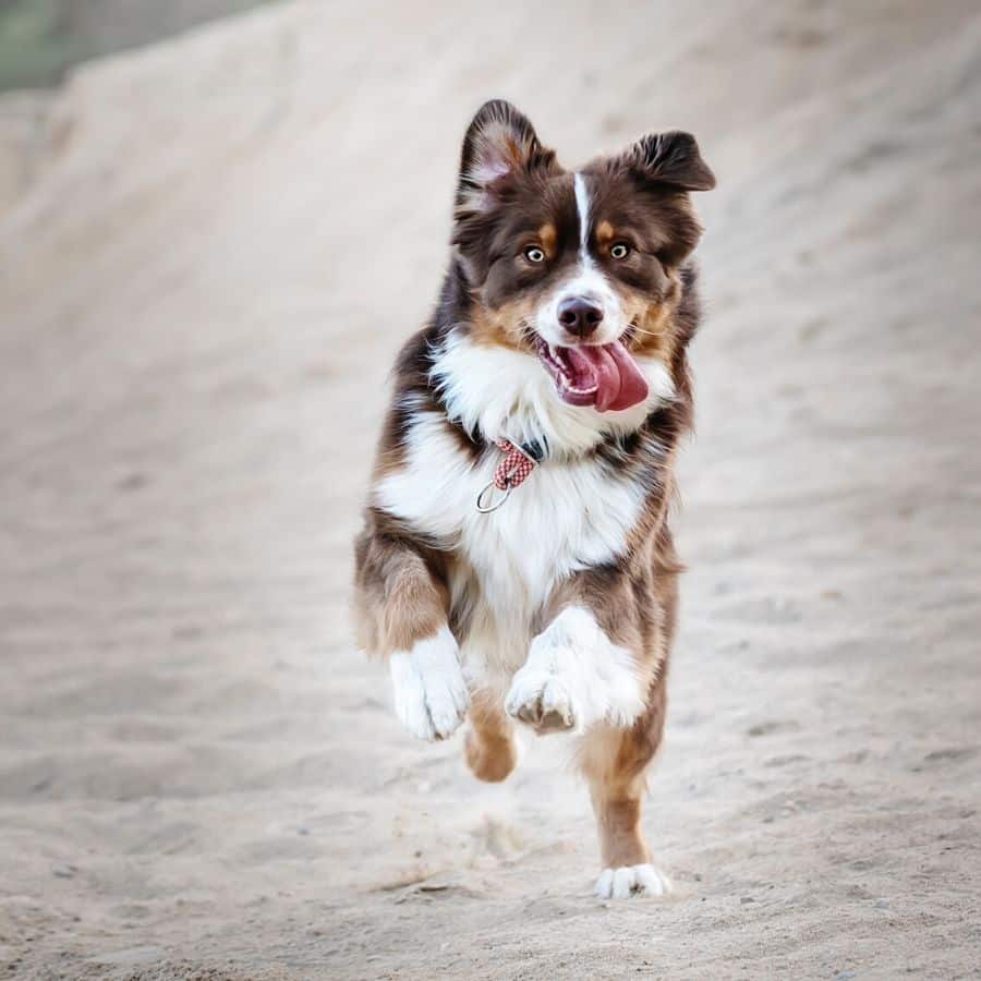 5 hábitos diarios que ayudan a mantener a tu perro en forma