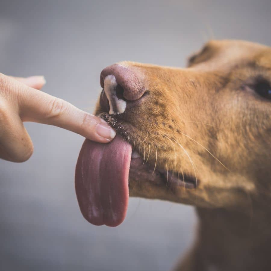 ¿Por qué los perros lamen sus heridas?