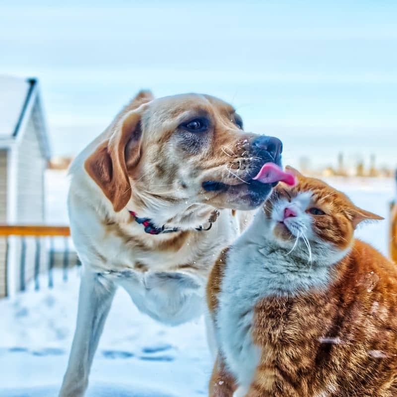 7 differenze tra cani e gatti