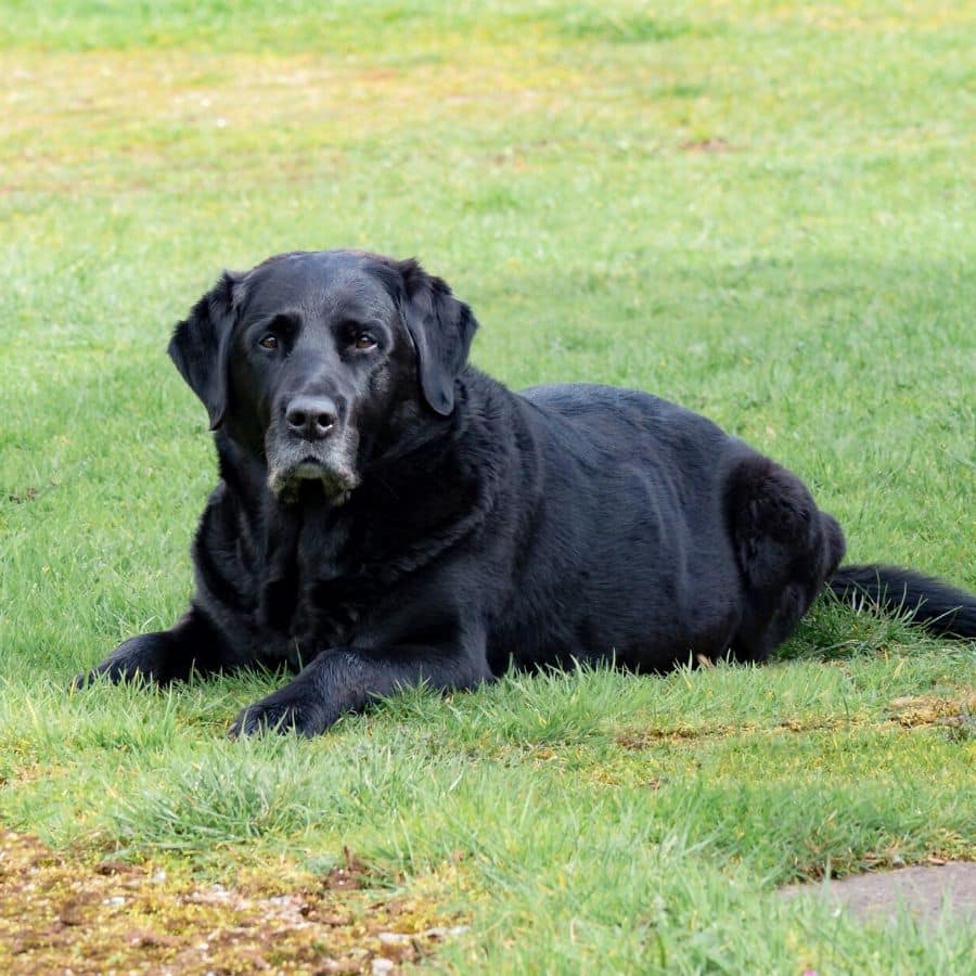 Cane paraplegico, quando ha bisogno della sedia a rotelle?