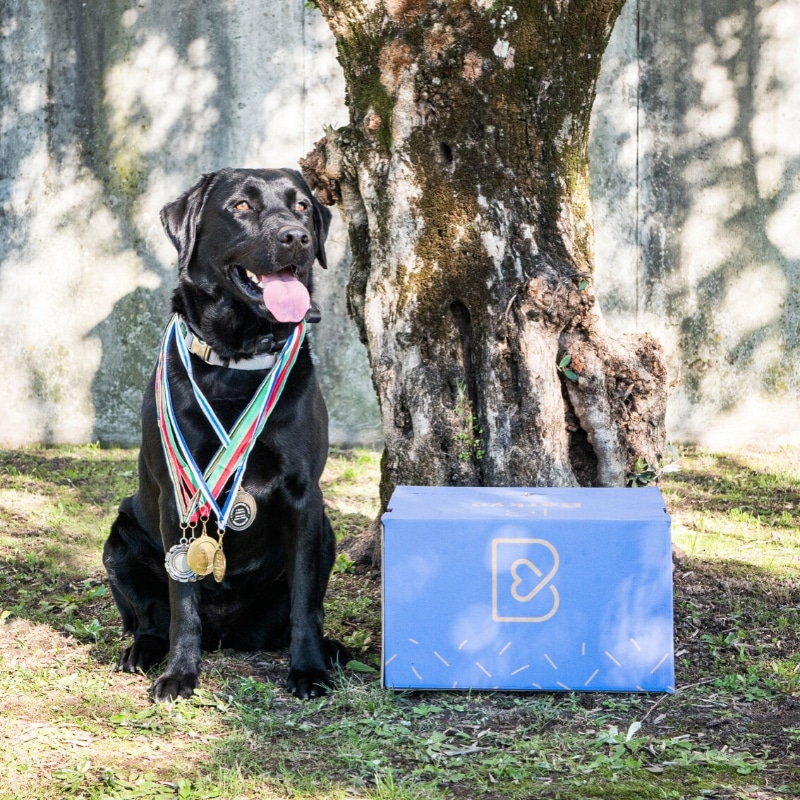 Los mejores disfraces para el carnaval con la caja Barkyn