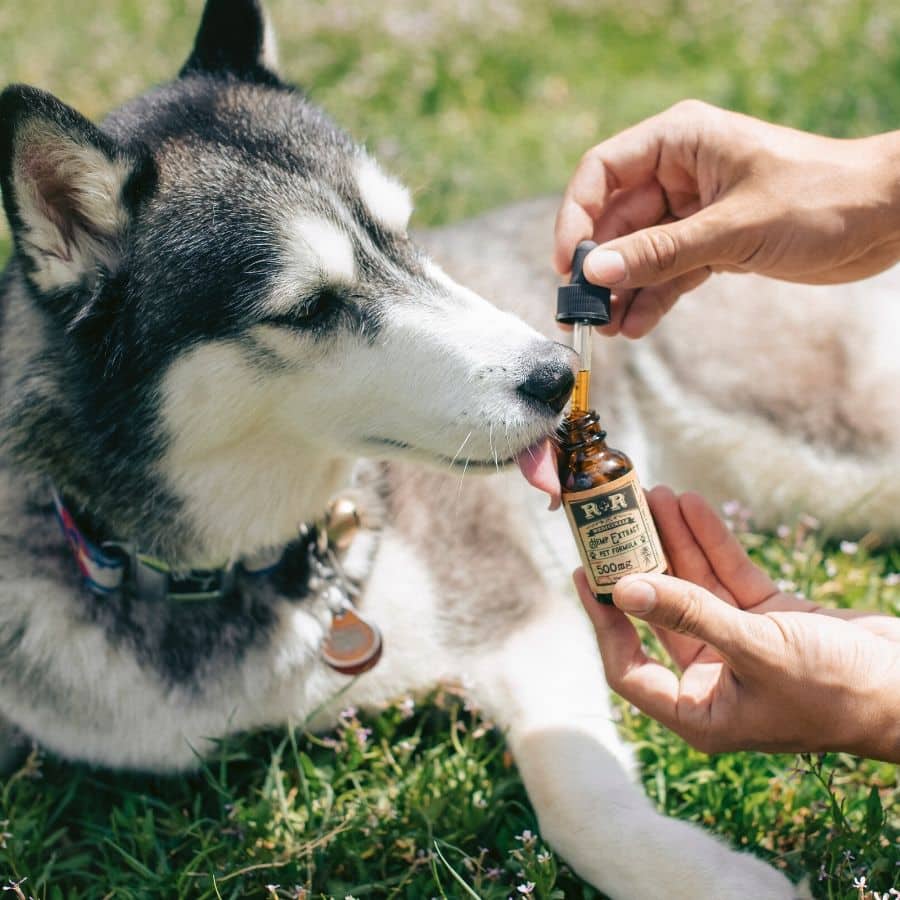 Que doenças podem ser transmitidas pelos cães?