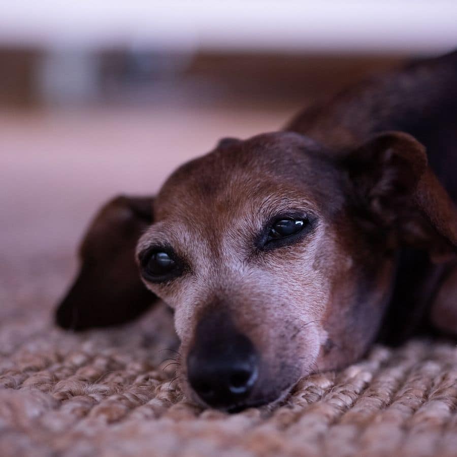 Cão paraplégico: Quais os cuidados que devemos ter?