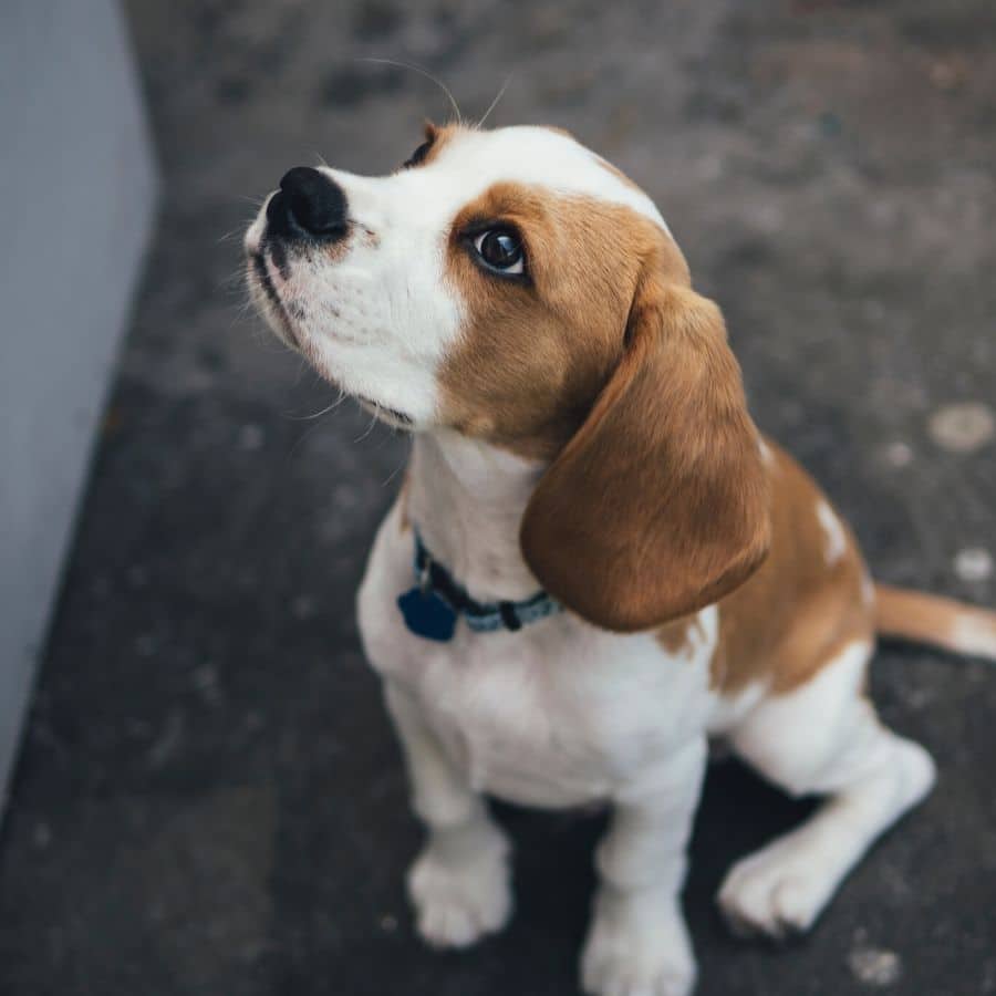 O meu cão tem orelhas caídas: Será normal?