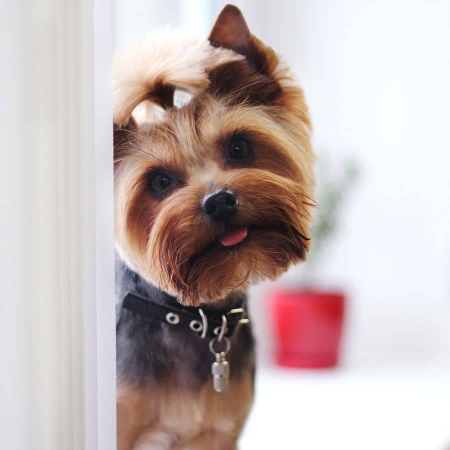 Quando começam a nascer os dentes dos cachorros?