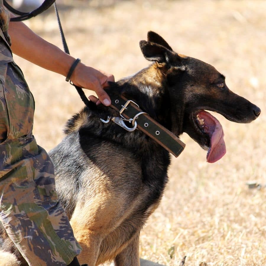 Cães de trabalho: 5 profissões realizadas por cães