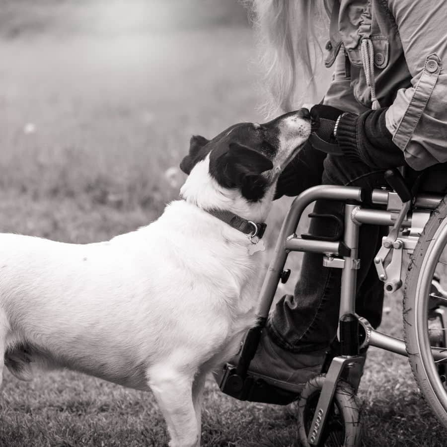 Perro parapléjico, ¿Cuándo necesita una silla de ruedas?