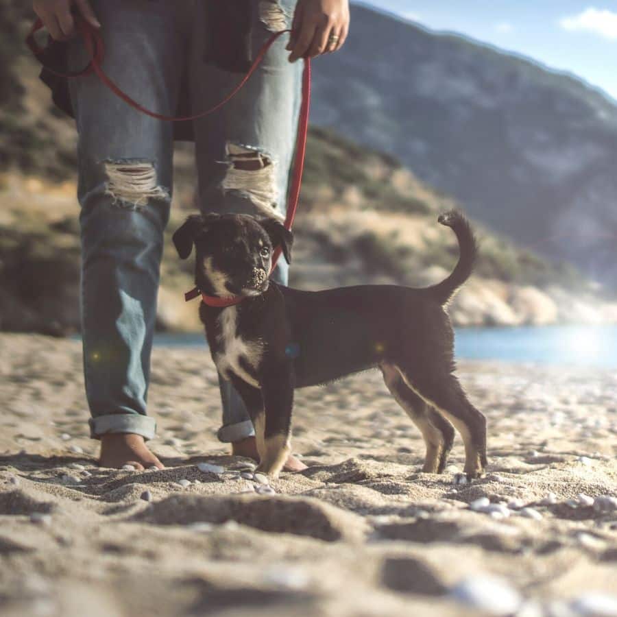 ¿Cuando puedo sacar a mi cachorro a la calle?