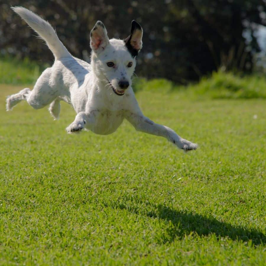 Luxación de la rotula en perros.