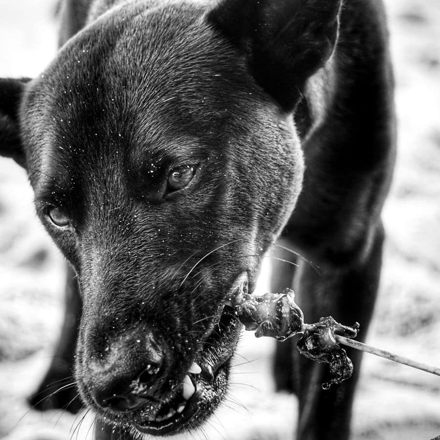 Como almacenar alimentos para perros.