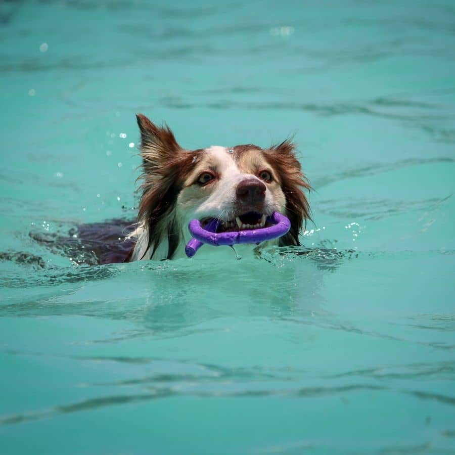 Hidroterapia para perros.