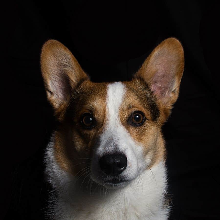 Transporte de animales: ¿puedo llevar a mi perro en el metro o en el autobús?