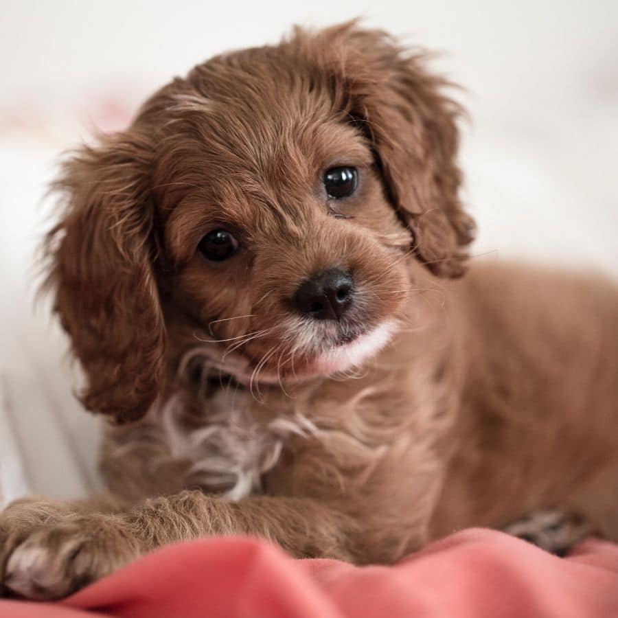 ¿Los perros cambian los dientes como las personas?