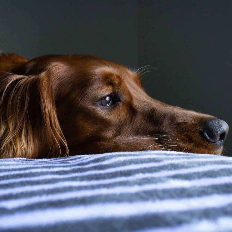 Hepatitis infecciosa canina