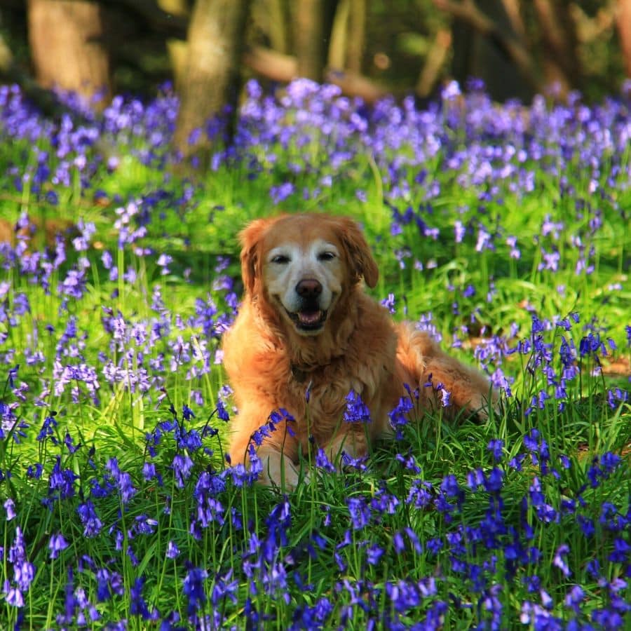 Homeopatía para perros