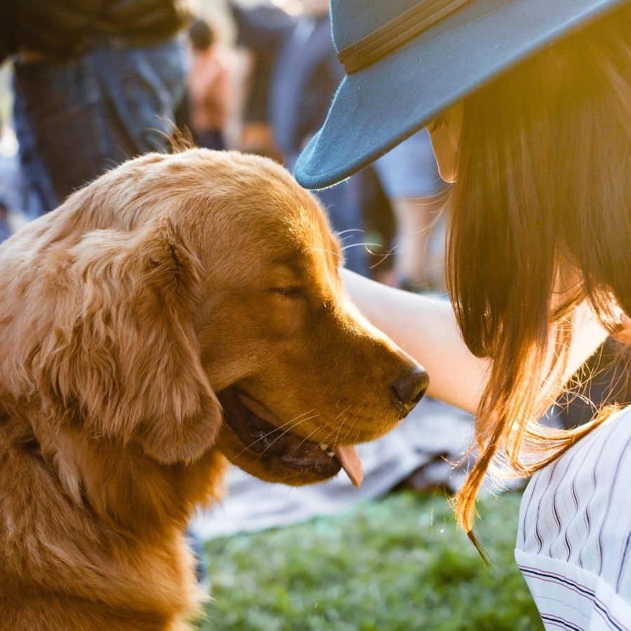 Qué es la Quiropráctica veterinaria